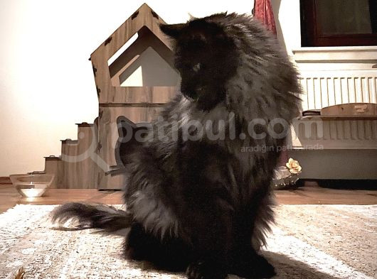 Safkan Sağlıklı  Şecereli Maine Coon Yavruları görsel