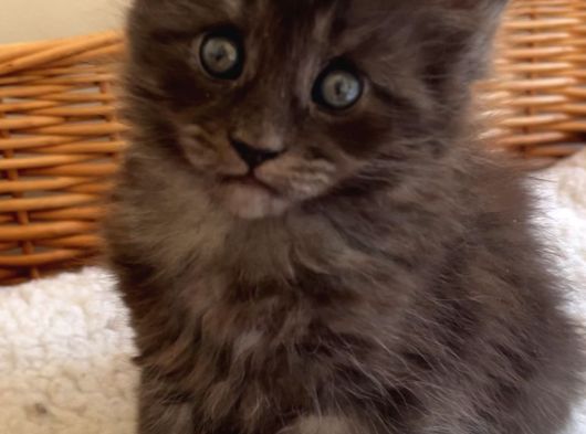 Safkan Sağlıklı  Şecereli Maine Coon Yavruları görsel