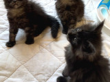 Safkan Sağlıklı  Şecereli Maine Coon Yavruları