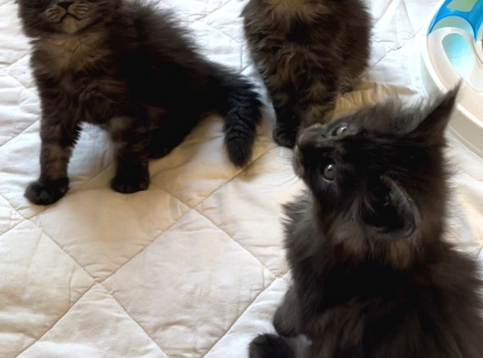 Safkan Sağlıklı  Şecereli Maine Coon Yavruları görsel