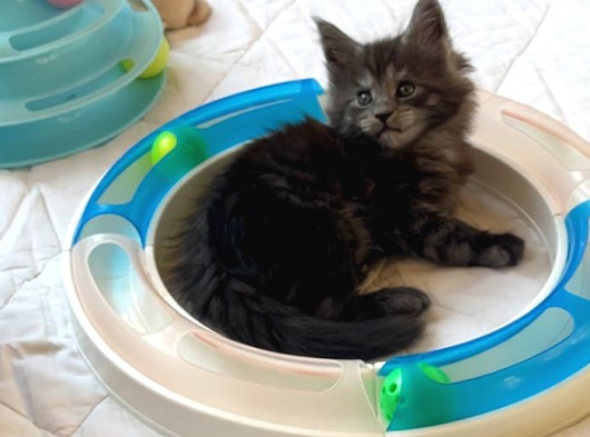 Safkan Sağlıklı  Şecereli Maine Coon Yavruları