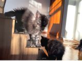 Safkan Sağlıklı  Şecereli Maine Coon Yavruları