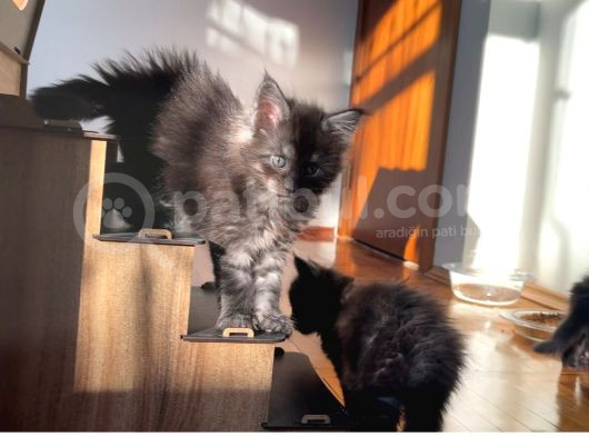 Safkan Sağlıklı  Şecereli Maine Coon Yavruları görsel