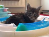 Safkan Sağlıklı  Şecereli Maine Coon Yavruları