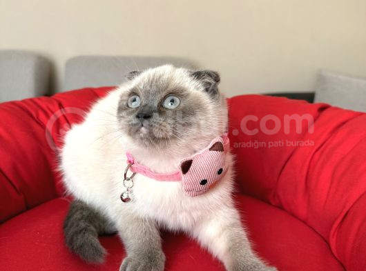 Scottish Fold Bluepoint görsel