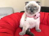 Scottish Fold Bluepoint