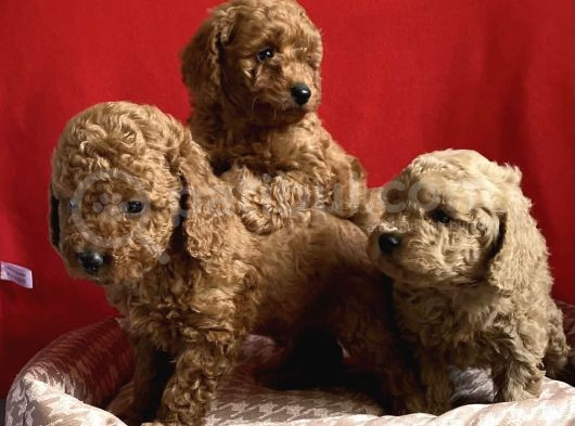 A Kali̇te Poodle Lar görsel