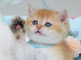 Altın Parıltısı Golden NY12 British Shorthair Yavrumuz