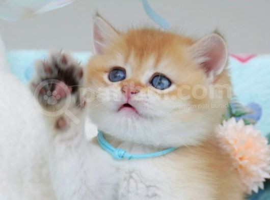 Altın Parıltısı Golden NY12 British Shorthair Yavrumuz