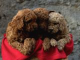 A kALİTE POODLE LAR