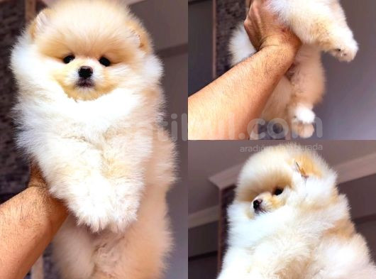 Pomeranian Boo görsel