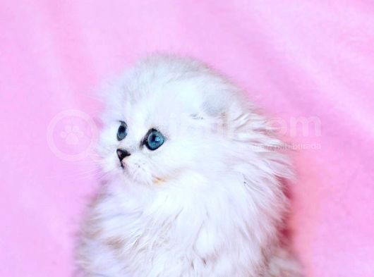 Beyaz Yumak Ns1133 Scottish Fold Longhair görsel