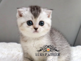 Harika Top Kafacık Silver Scottish Fold Shorthair Ns24