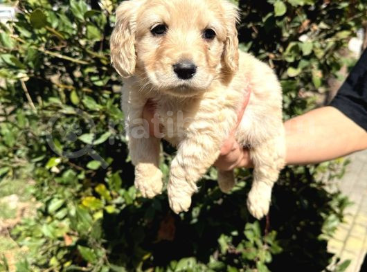 Kusursuz Maltipoo Yavrumuz Sağlık Ve Irk Garantilidir görsel