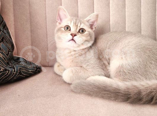 Kedi görsel