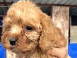 Ennnnnnnn Sevi̇mli̇ Malti̇poo Bebekler Büyüdüüüüüü
