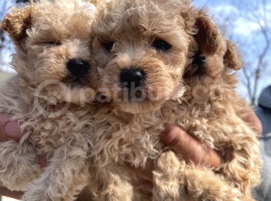 Ennnnnnnn Sevi̇mli̇ Malti̇poo Bebekler Büyüdüüüüüü görsel