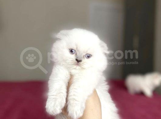 Scotti̇sh Fold Longhair Yavrularim görsel