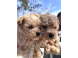 Ennnnnnnn Sevi̇mli̇ Malti̇poo Bebekler Büyüdüüüüüü