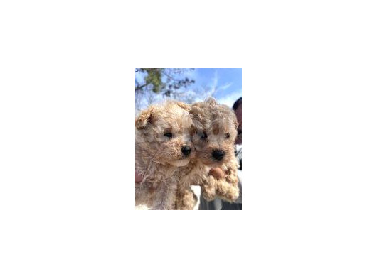 Ennnnnnnn Sevi̇mli̇ Malti̇poo Bebekler Büyüdüüüüüü görsel