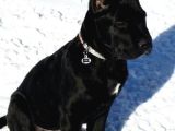 Xxl Cane Corso