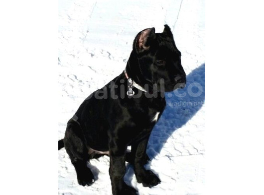 Xxl Cane Corso görsel