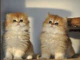 Safkan British Longhair 2 Aylık Yavrular Ny12
