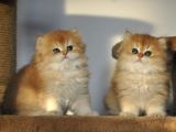 Safkan British Longhair 2 Aylık Yavrular Ny12