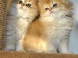 Safkan british longhair 2 aylık yavrular ny12