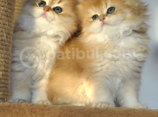 Safkan British Longhair 2 Aylık Yavrular Ny12