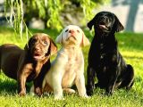 HARİKA LABRADOR RETRIEVER YAVRULARI ISTANBUL