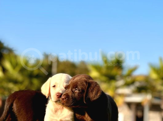 Hari̇ka Labrador Retriever Yavrulari Istanbul görsel