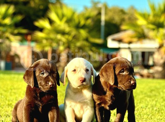 Hari̇ka Labrador Retriever Yavrulari Istanbul görsel