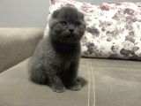 0 Kulak Yuvarlak Surat Scotti̇sh Fold Bebekler