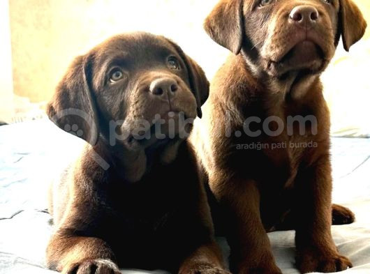 Secereli Labrador Retriever Yavrularımız görsel