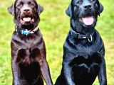 Secereli Labrador Retriever Yavrularımız