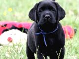 Secereli Labrador Retriever Yavrularımız