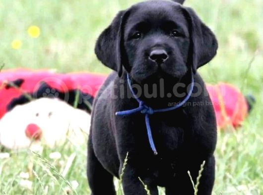 Secereli Labrador Retriever Yavrularımız görsel