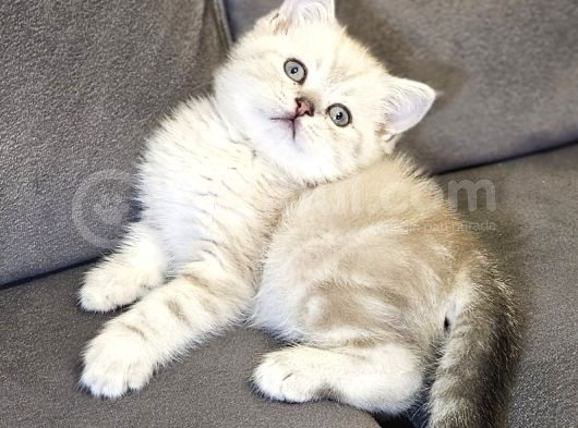 Aile Sıcaklığnda Büyüyen  Scottish Fold British Yvrlr