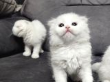 Aile Sıcaklığnda Büyüyen  Scottish Fold British Yvrlr