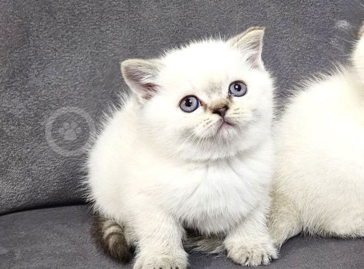Aile Sıcaklığnda Büyüyen  Scottish Fold British Yvrlr görsel