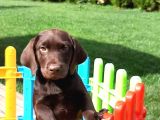 Ruhsatli̇ Çi̇fli̇kten Labrador Retri̇ever Yavrulari İstanbul