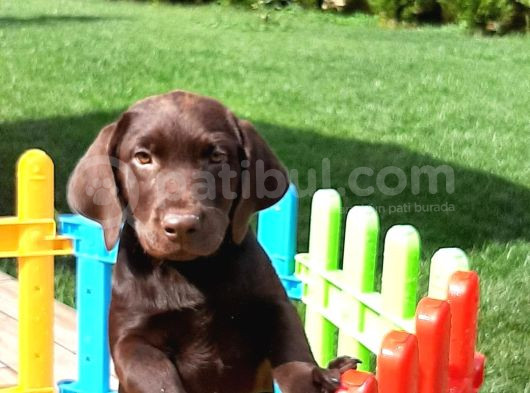 Ruhsatli̇ Çi̇fli̇kten Labrador Retri̇ever Yavrulari İstanbul görsel