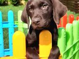 Ruhsatli̇ Çi̇fli̇kten Labrador Retri̇ever Yavrulari İstanbul