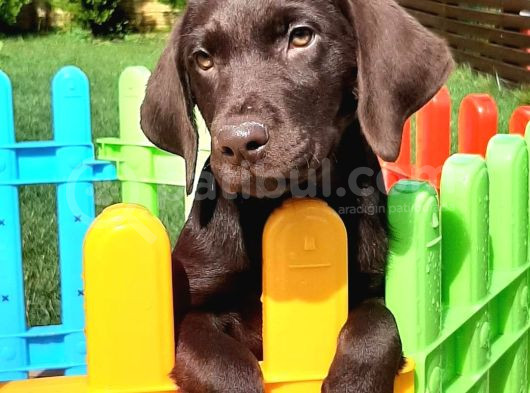 Ruhsatli̇ Çi̇fli̇kten Labrador Retri̇ever Yavrulari İstanbul görsel