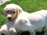 Ruhsatli̇ Çi̇fli̇kten Labrador Retri̇ever Yavrulari İstanbul