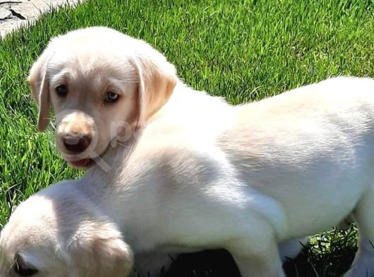 Ruhsatli̇ Çi̇fli̇kten Labrador Retri̇ever Yavrulari İstanbul görsel