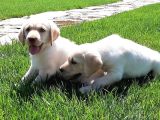 RUHSATLİ ÇİFLİKTEN LABRADOR RETRİEVER YAVRULARI İSTANBUL