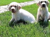 Ruhsatli̇ Çi̇fli̇kten Labrador Retri̇ever Yavrulari İstanbul