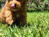 Maltipoo Bebekleri Sizleri Bekliyor